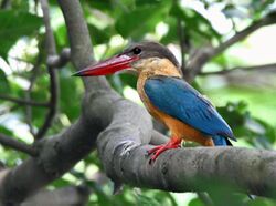 Stork-billed Kingfisher I IMG 7407.jpg