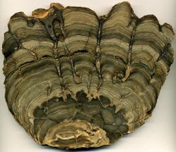 Stromatolite Fossil from Wyoming.jpg