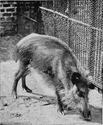 Black-and-white picture of hairy suine