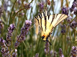 Scarce swallowtail (Iphiclides podalirius) on lavender flowers, near Adriatic