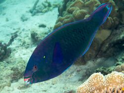 Swarthy parrotfish (Scarus niger) (46727237275).jpg