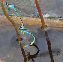 Taiga Bluets laying eggs, Mer Bleue.jpg