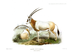 The book of antelopes (1894) Oryx leucoryx.png