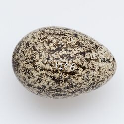 Image of egg of Thinornis novaeseelandiae