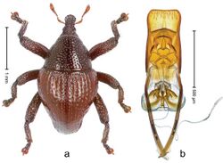 Trigonopterus bawangensis 35689.jpg