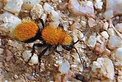 Velvet Ant (Mutillidae), Dasymutilla, Albuquerque.JPG