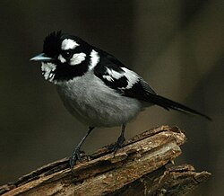 White-eared Monarch Laceys Nov07.JPG