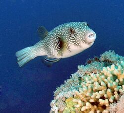 Whitespotted puffer.JPG