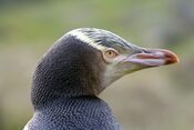 Yellow-eyed Penguin 3.jpg