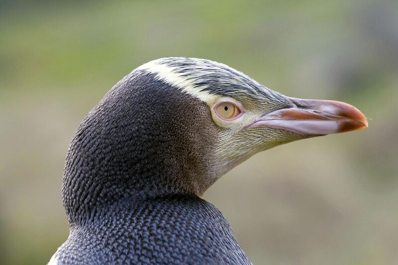 File:Yellow-eyed Penguin 3.jpg