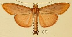 068-Caprinia unicoloralis (Kenrick, 1907).JPG