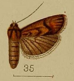 35-Heterographis augentescens=Ancylodes argentescens (Hampson, 1912).JPG