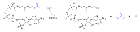 Acetyl-CoA hydrolase.svg