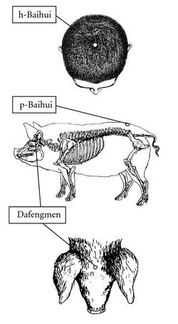 Acupuncture animals.jpg