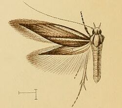 Ambloma brachyptera.jpg
