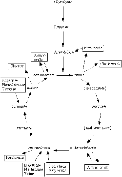 Amphibolic Properties of the Citric Acid Cycle.gif