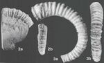 Ancyloceras vandenheckii velezianum (2) & Ancyloceras vandenheckii (3) - Paja Formation, Colombia.jpg