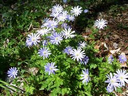 Anemone apennina.jpg