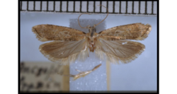 Anisoplaca fraxinea holotype.png