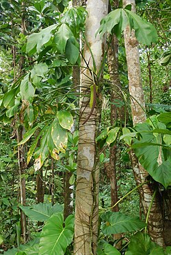Anthurium palmatum (Araceae).jpg
