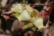 Arctostaphylos alpinus (Alpen-Bärentraube) IMG 6699.JPG