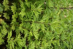 Artemisia verlotiorum - Botanischer Garten Mainz IMG 5511.JPG