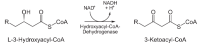 Beta-Oxidation3.svg