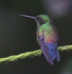 Blue-vented Hummingbird Costa Rica.jpg