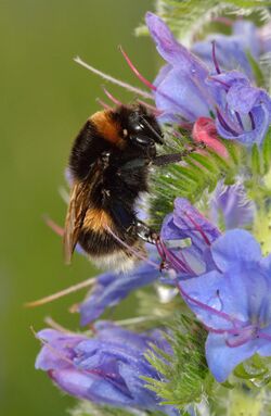 Bombus lucorum queen - Echium vulgare - Keila.jpg