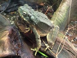 Borneo River Toad - California Academy of Sciences.jpg