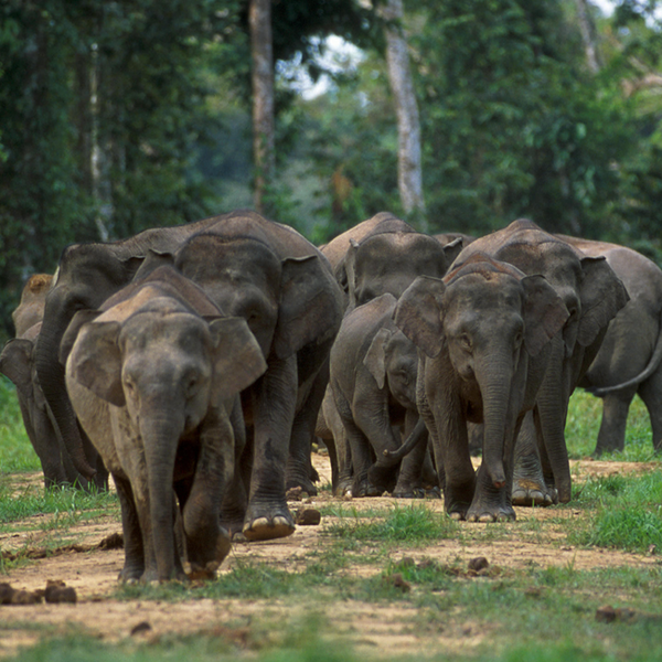 File:Borneo elephants.png