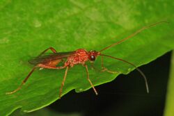 Braconid Wasp - Meteorus species, Jones Preserve, Washington, Virginia.jpg