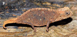 Brookesia micra female.jpg