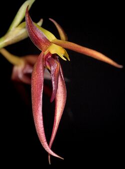 Bulbophyllum basisetum (Philippines) J.J.Sm., Repert. Spec. Nov. Regni Veg. 26- 347 (1929) (34031849472) - cropped.jpg