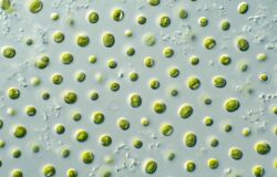 CSIRO ScienceImage 10697 Microalgae.jpg