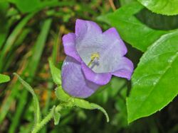 Campanulaceae - Campanula medium-7.JPG