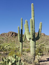 Saguaro National Park near Tucson, Arizona during November (58).jpg