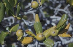 Casasia clusiifolia. 7 year apples. Little San Salvador. (27093708579).jpg