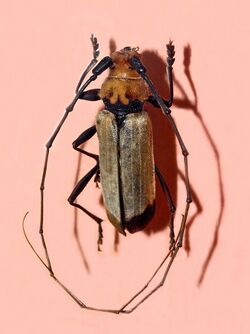 Cerambycidae - Purpuricenus laetus.jpg