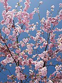 Cherry Blossom Spring Sky (4531848988) (cropped).jpg
