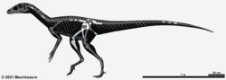 Chindesaurus skeleton.png