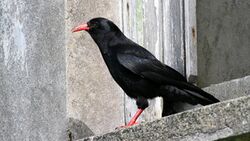 Chough (Pyrrhocorax pyrrhocorax) (8).jpg