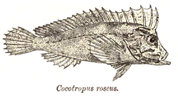 CocotropusRoseus.png