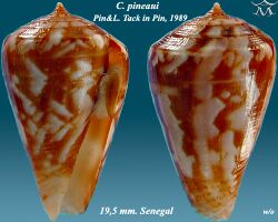 Conus pineaui 1.jpg