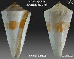 Conus recluzianus 1.jpg