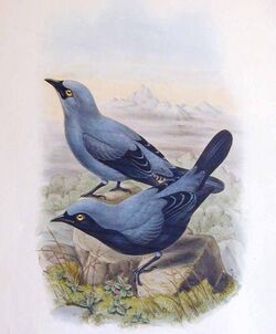 Coracina montana by John Gould.jpg