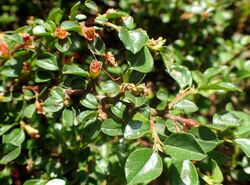Cotoneaster cochleatus kz1.JPG