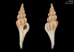 Crassibougia hediae (MNHN-IM-2000-25046).jpeg