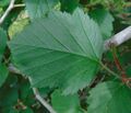 Crataegus pennsylvanica preformed leaf.jpg