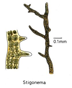 Cyanobacteriabranchedforms026 Stigonema.jpg